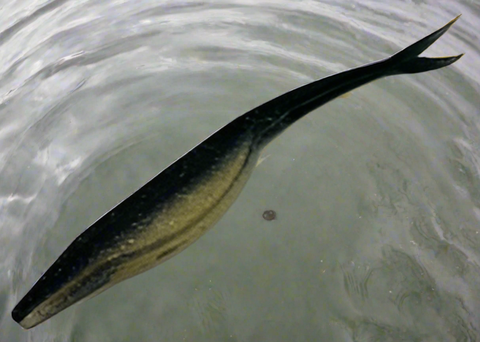 Grand Fluke Soft Lure 125 mm - 7.4 g (River and Lake) (Copy)