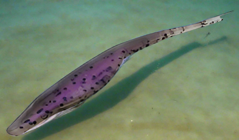 Grand Fluke Soft Lure 125 mm - 7.4 g (River and Lake) (Copy)